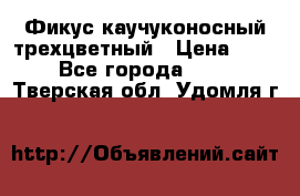 Фикус каучуконосный трехцветный › Цена ­ 500 - Все города  »    . Тверская обл.,Удомля г.